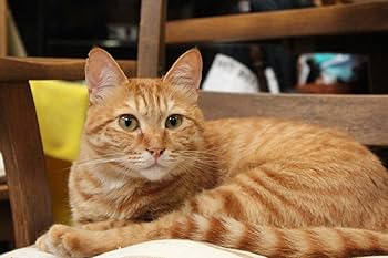 廃盤　希少　ニャンボー【トラ】虎猫　ソフビ　海洋堂 廃盤 希少 ニャンボー【トラ】虎猫 ソフビ 海洋堂