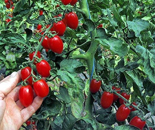 Tomatensamen Tigrino Cherrytomate – 1 Portion Für Ca. 10 Pflanzen, Braunrot Mit Grünen Streifen, Frühe Ernte, Sehr Ertragreich