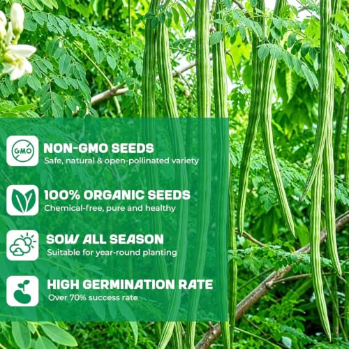 Image of Moringa Seeds 10 Seeds + Free 20 Marigold Seeds | Drumstick (Sahjan) Tree Seeds | Fast Growing Medicinal Herb Rich in Nutrients | Home Garden, Kitchen Garden & Outdoor Planting