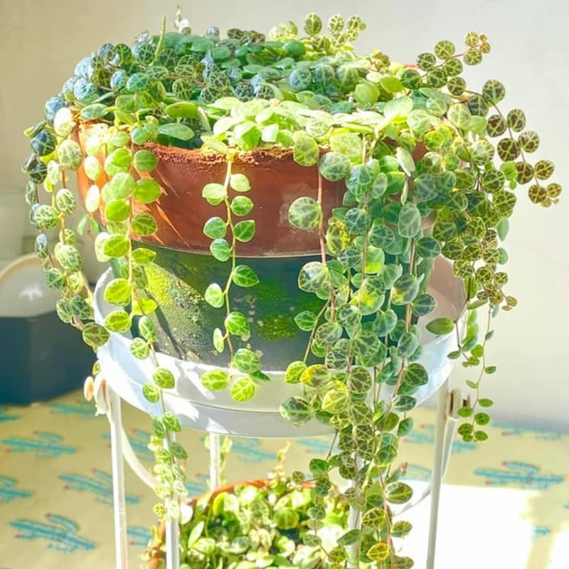 String of Turtles Plant Live, Trailing Succulent Vine, Rare Live Indoor Plant in Pot