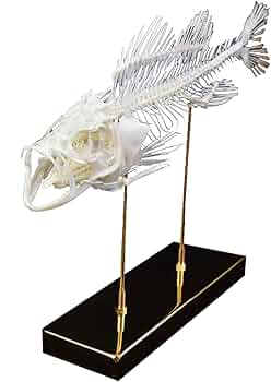 スズキ骨格標本 約60cm