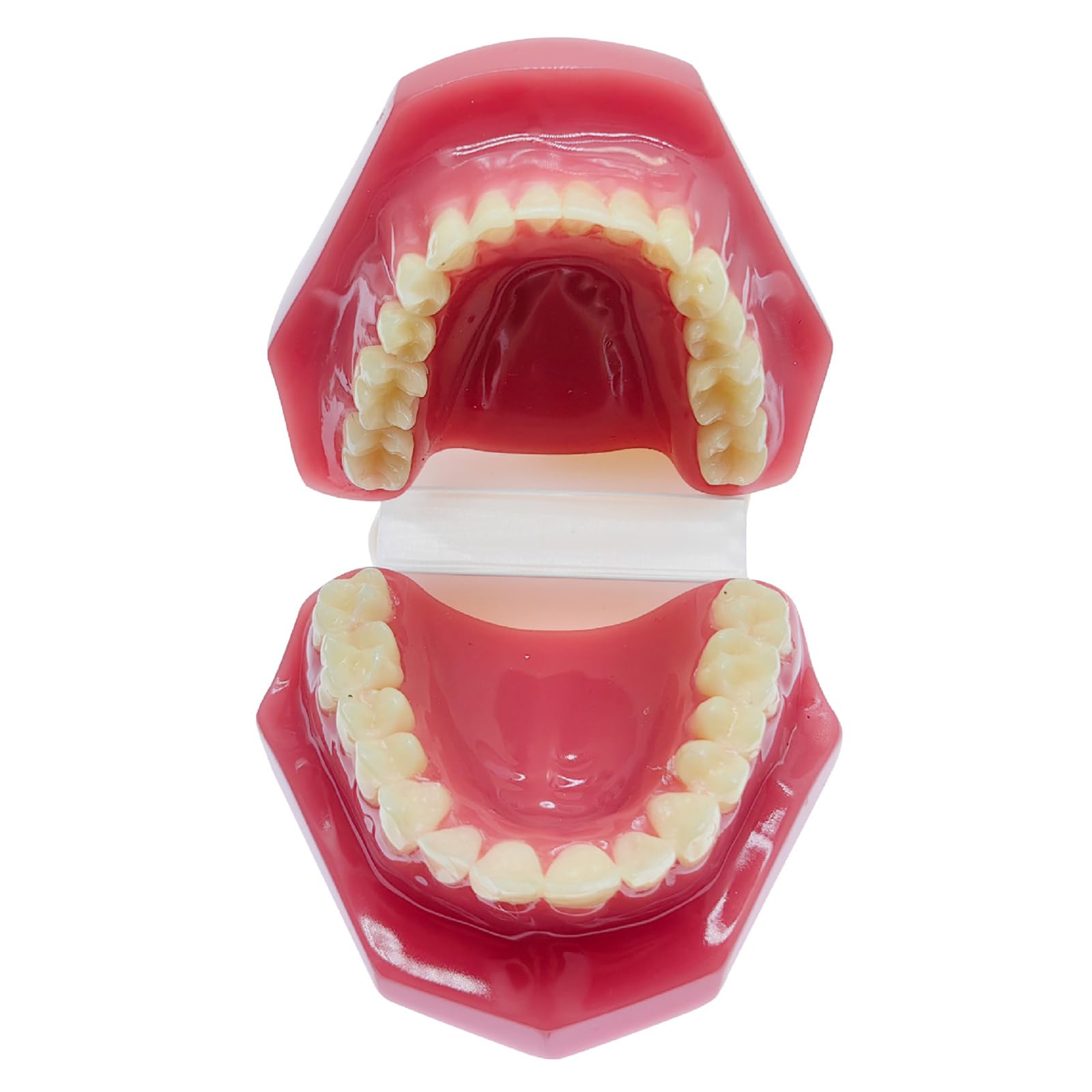 Modello di Denti Tipodonti - Modello Ortodontico - per La Didattica E Lo Studio della Facoltà di Odontoiatria, Rosso, 6 Cm (Rosso 6 Cm),Red-6cm