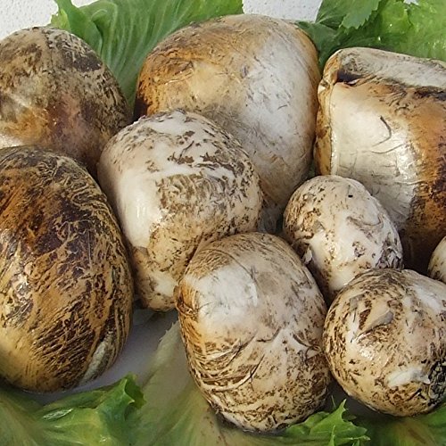Stücke von geräuchertem Bufala 500 Gr. - Angebot 3 kg