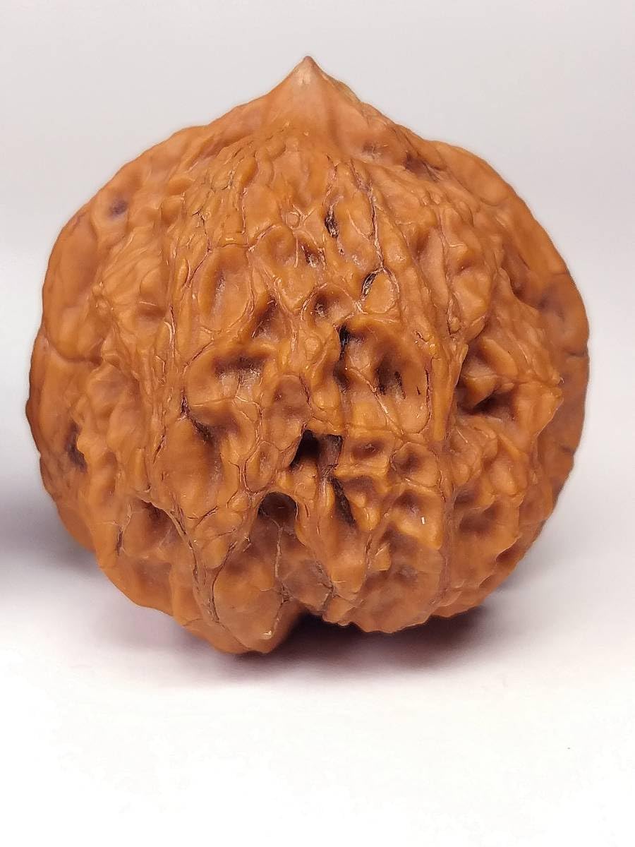 Amazon.co.jp: 壽天然野生最高級特大特殊珍稀品種極品文玩核桃くるみ
