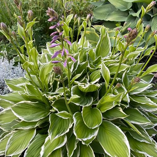 funkien winterhart - hosta bodendecker balkon hochbeet 1500samen