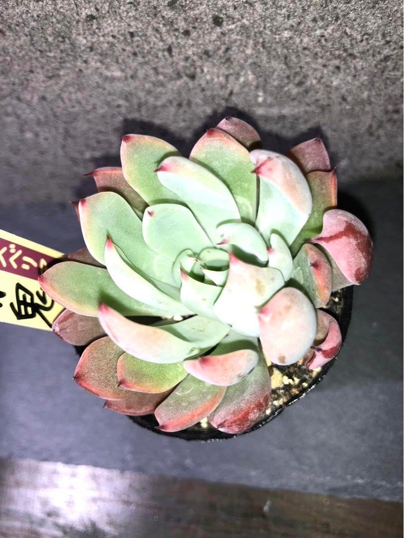 おらいさん苗 ミックスベリア 赤鬼 札付き - WWW.SUMORUSSELLVILLE.COM