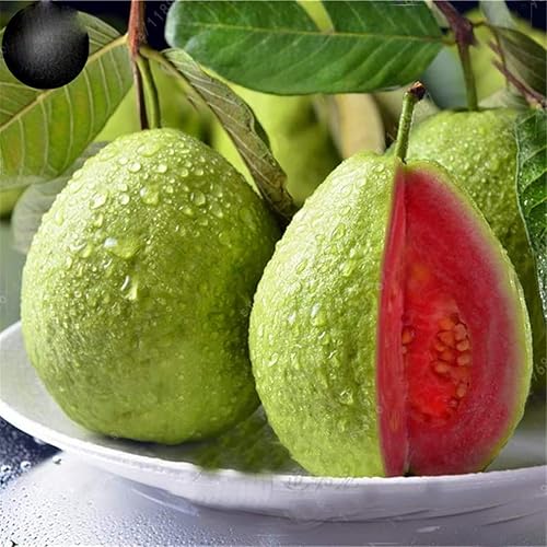 Miniatura 2 de Semillas de árbol bonsái de fruta de guayaba – 50 semillas para cultivar – Fruta tropical exótica y deliciosa. Ideal para árbol bonsái vivo de