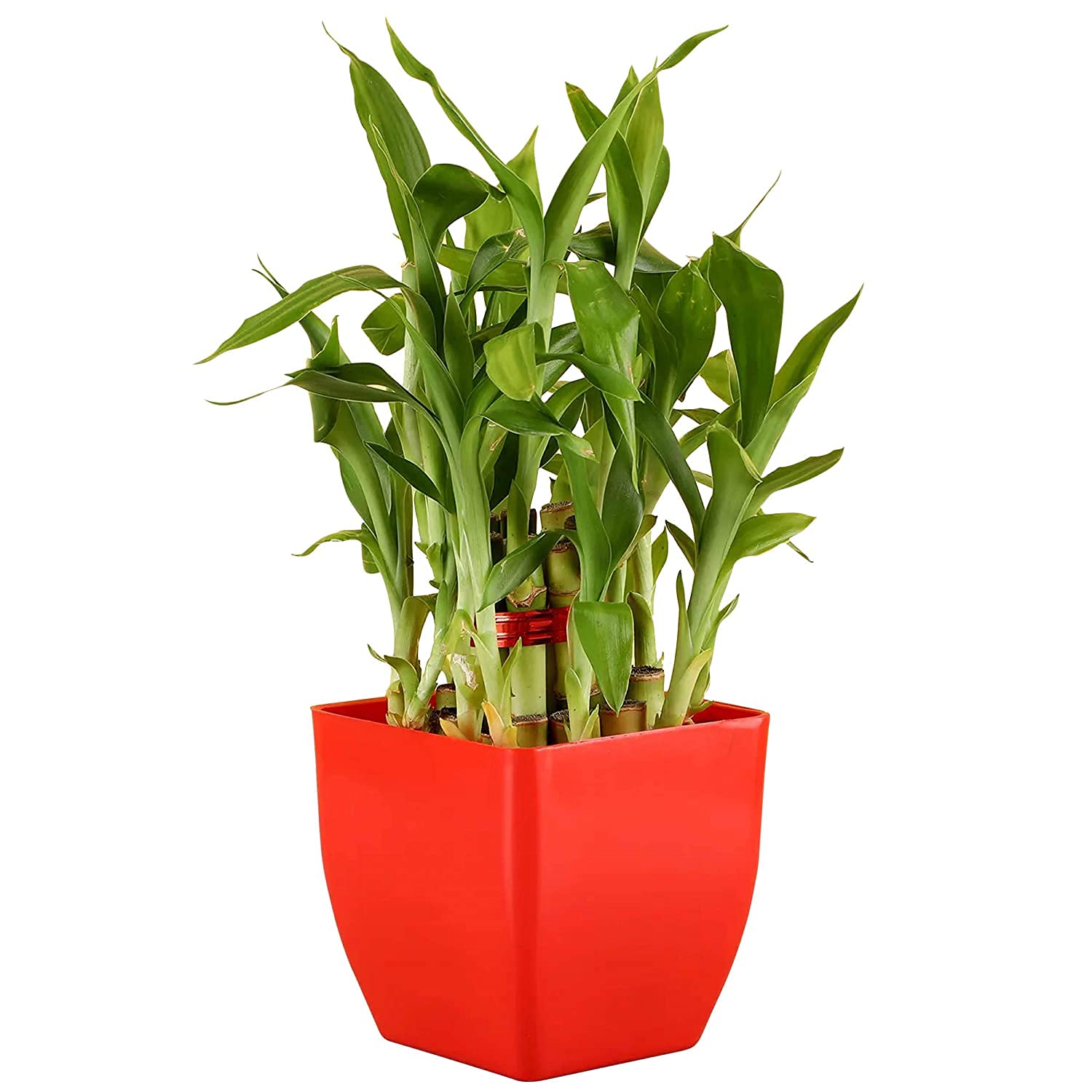 WINGS GREEN DECORA 2 Layer Lucky Bamboo Plant in for Home Decorative and Good Luck (Size :- 3 Inch; Color :- Red Pot) (B08CXS5JGP) Amazon Price History, Amazon Price Tracker