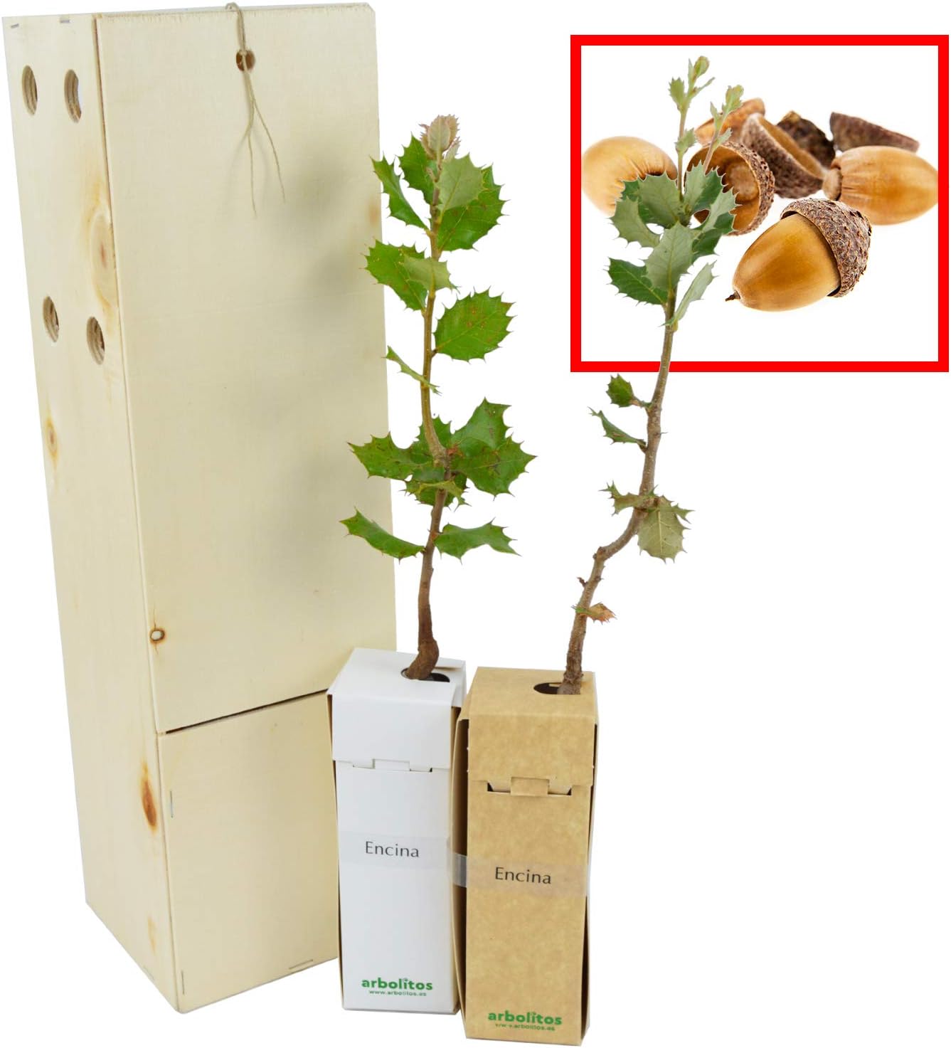 Encina - árbol de pequeño tamaño, perfecto para regalar (2)