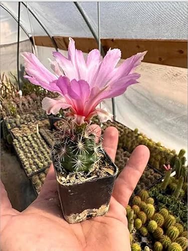 Glory of Texas Cactus (Thelocactus Bicolor) - Planta viva - Floraciones galardonadas - Atrae polinizadores