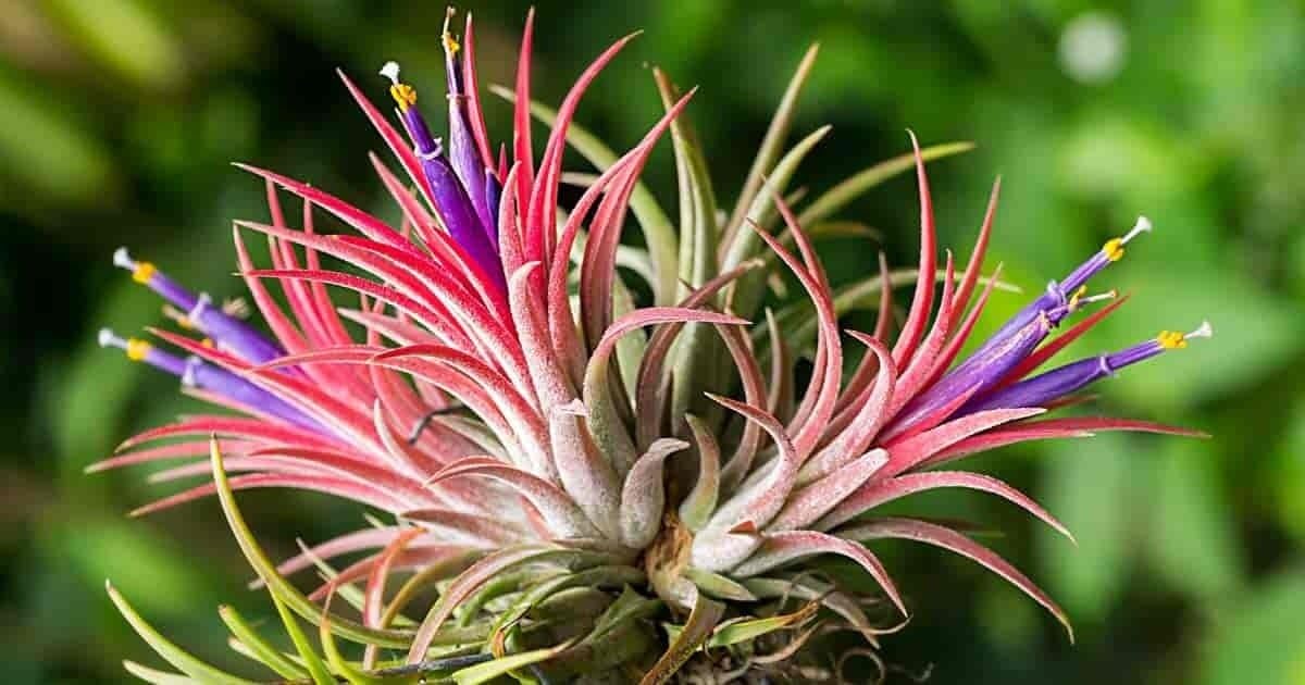 All Seasons Vibrant Air Plant 25+ Seeds Pack (B0C74QQ5GG) Amazon Price History, Amazon Price Tracker