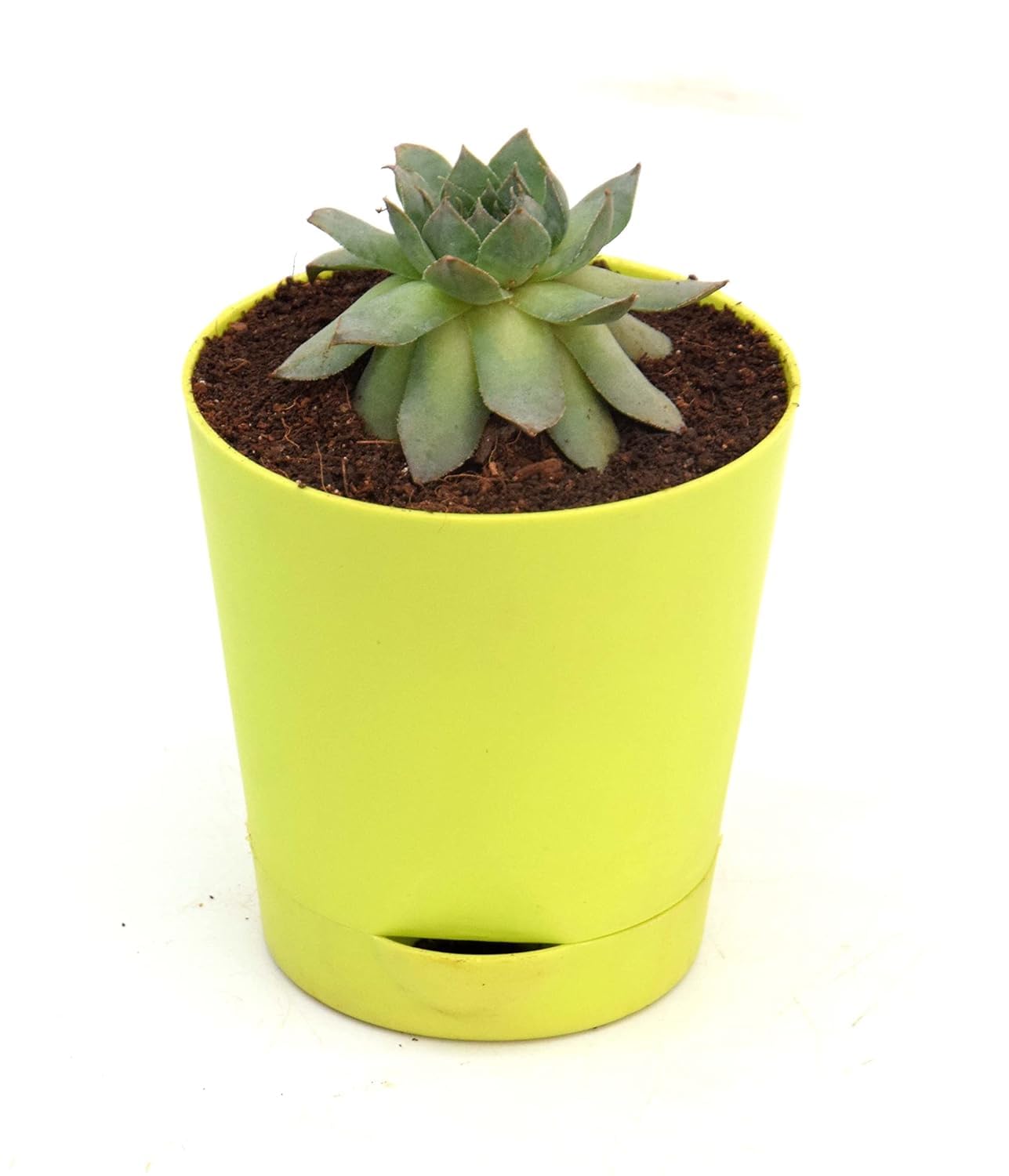 INDIA GARDENING Red Tip Laxmi Kamal Plant (Sempervivum) Succulent For Good Luck | Green Wheel Vastu Live Plant With Self Watering Pot (Yellow) (B0CVN528HZ) Amazon Price History, Amazon Price Tracker
