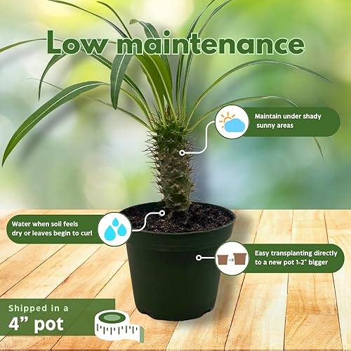 Miniatura 5 de BubbleBlooms Palmera de Madagascar, Pachypodium Lamerei, en maceta de 4 pulgadas