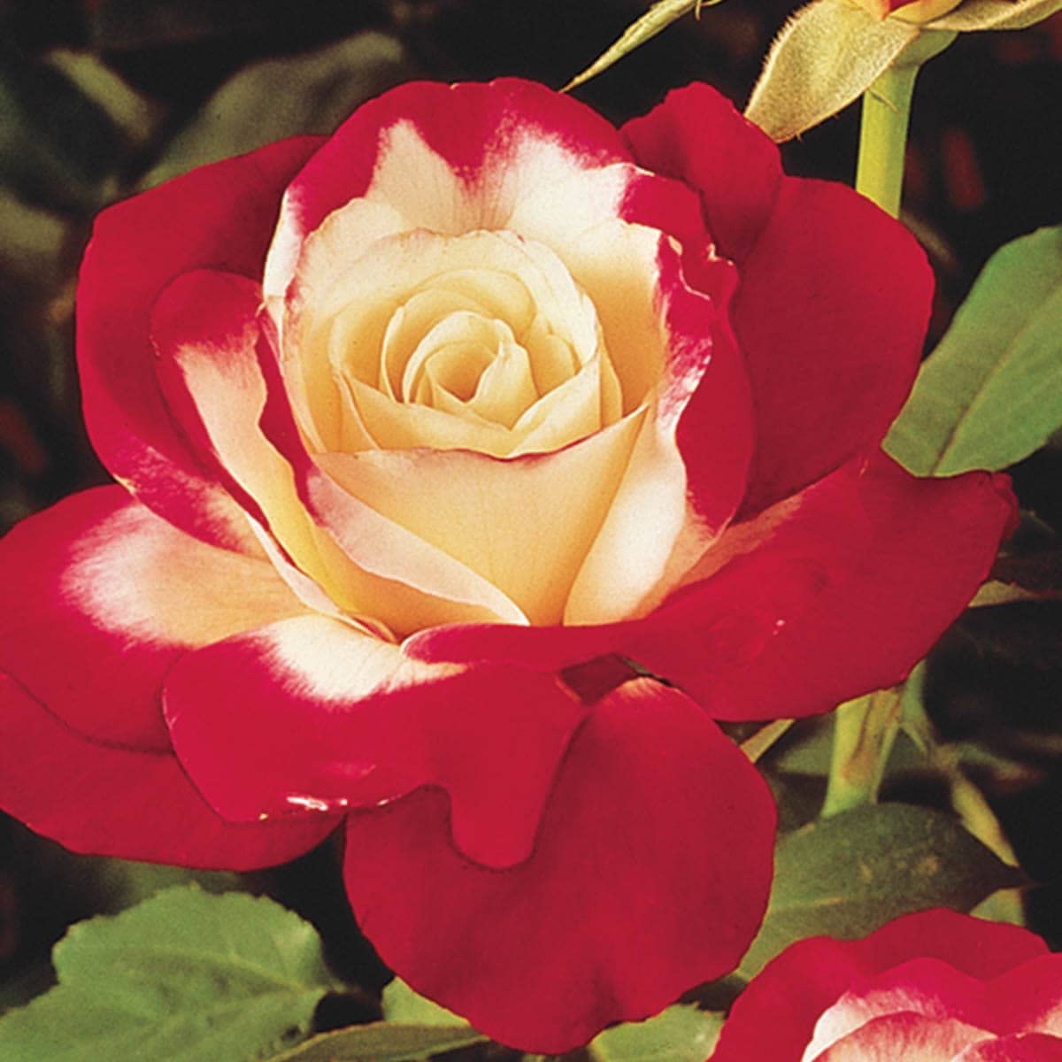 M-Tech Gardens Rare Hybrid Rose " Variety : 7 " Exotic 20 Seeds for Growing (B0BN5JLHL7) Amazon Price History, Amazon Price Tracker