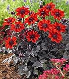 BALDUR Garten 2x Dahlie 'Pulp Fiction', Knollen in Größe I, niedriger Wuchs mit vielen leuchtenden Blüten, ideal für Töpfe, Balkonkästen & Beetränder, pflegeleicht, mehrjährig, lange Blütezeit