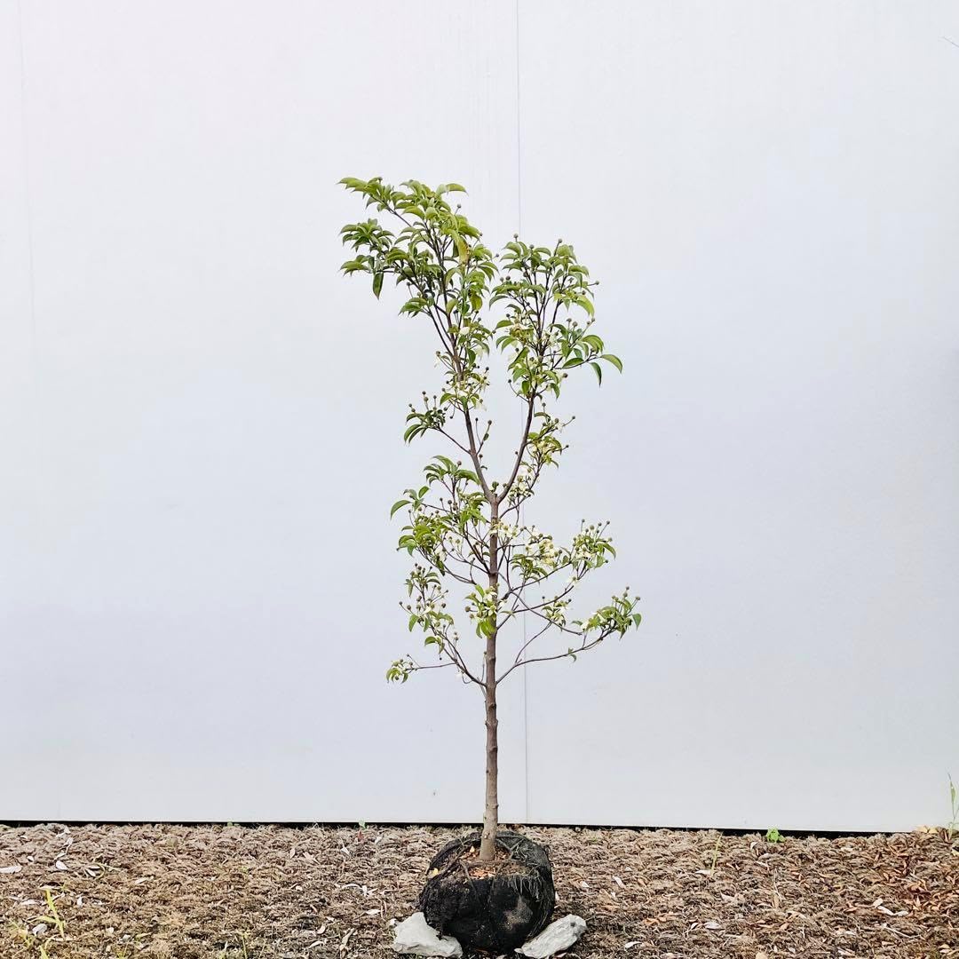 常緑山法師　月光/ 476 常緑山法師 月光/ 476 常緑山法師 月光/ 476 楽天市場】常緑山法師