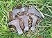 LOT of 5 x Head MDM Custom Hand Made Tomahawk Viking Hatchet Beared Camping Axe Head, 5160 Forged HIGH Carbon Steel Head, Throwing Set Vintage AX-0687