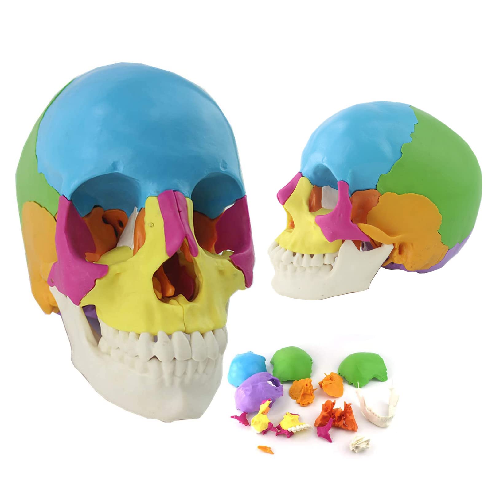 Cranio Modell 1: 1 Farbiges Menschliches Schädelmodell, Anatomisch, In 22 Teile Zerlegbar, Für Schulungszwecke Oder Als Dekoration Für Halloween-Partys.