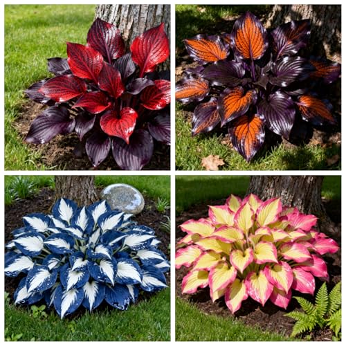 6 x PCS Hostas fáciles de cultivar, hostas perennes, hostas híbridas/Cree un jardín espectacular-6 PCS