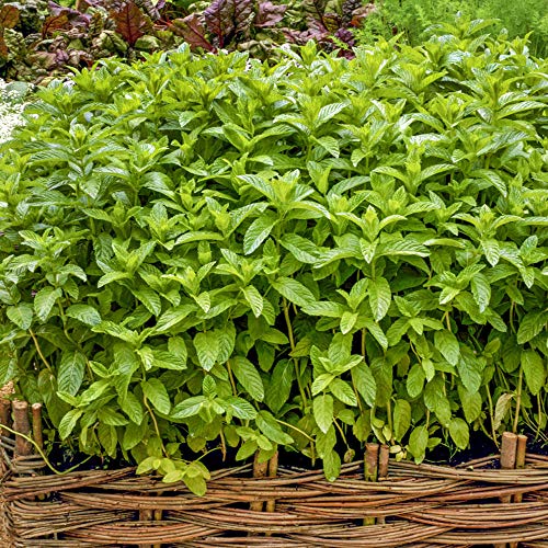 Outsidepride Mentha Spicata Spearmint Spreading, Culinary, Herb Garden Plant For Flavoring - 20000 Seeds #TOP3