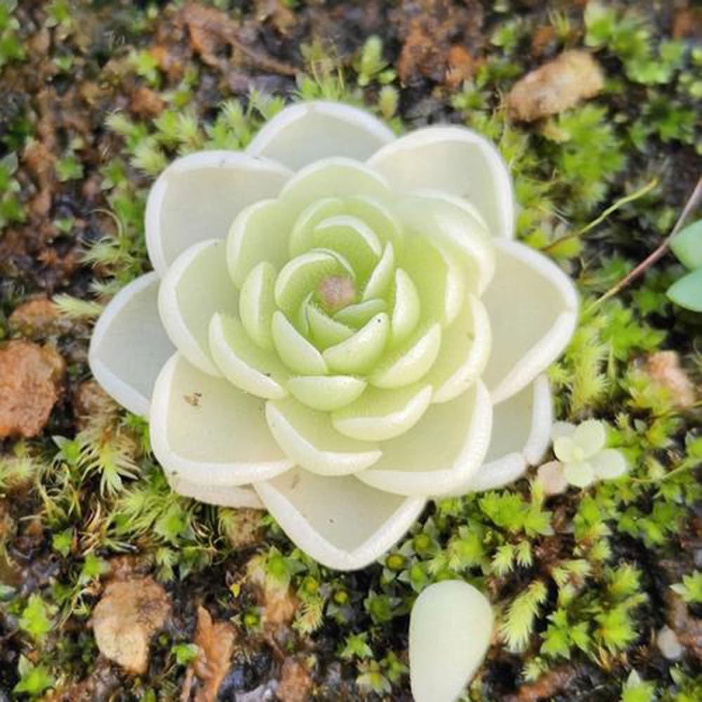 Fettkraut Pinguicula Vulgaris  200 Samen Winterharte Fleischfressende  Zimmerpflanze