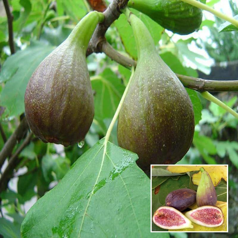HAPING Big Leaf Fig Anjeer Layering/Grafted Fruit Live Plant (1-2 Feet Height) (B0CV4WFLH4) Amazon Price History, Amazon Price Tracker