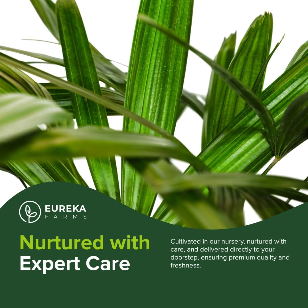 Lady Palm, Rhapis Excelsa - Live Plant, Air Purifying Indoor Houseplant, Low Maintenance Tropical Plant for Home, Office, and Garden Decor (7gal Pot; 4-5ft)