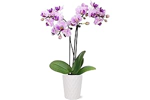 Just Add Ice Pink Orchid in White Evi Ceramic Pottery: Vibrant Orchids for Your Home