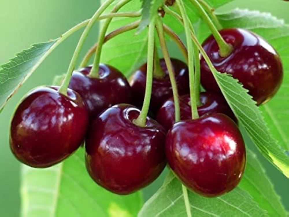 Garden Nature Care Live Sweet and Sour Barbados Cherry Fruit Plant-image-14