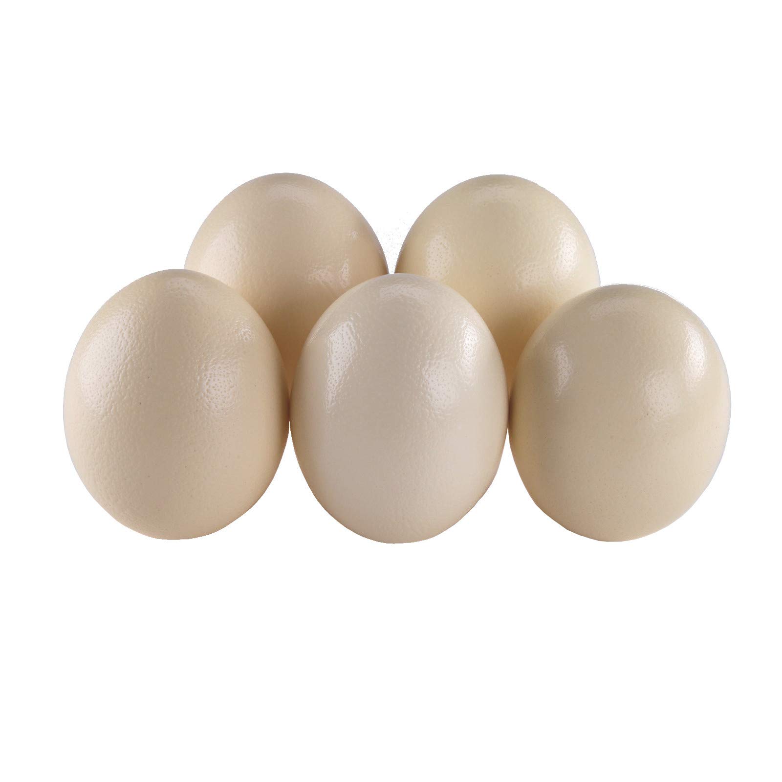 5 Straußeneier aus Südafrika – naturbelassen, entleert, gereinigt (Größe ca. 13–16 cm)