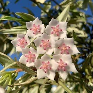 hoya - winterharte stauden mehrjährig porzellanblume steingarten gewächshaus balkon exotische 80samen