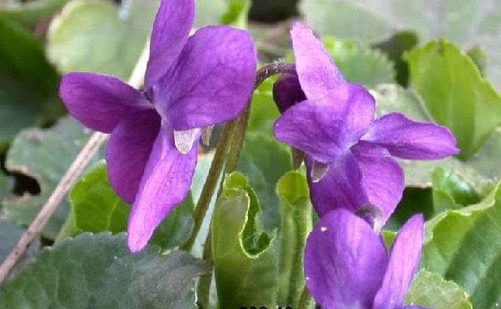 Viridis Hortus - Viola odorata Queen Charlotte 60 Flower Seeds Hardy Perennial - Extremely Fragrant