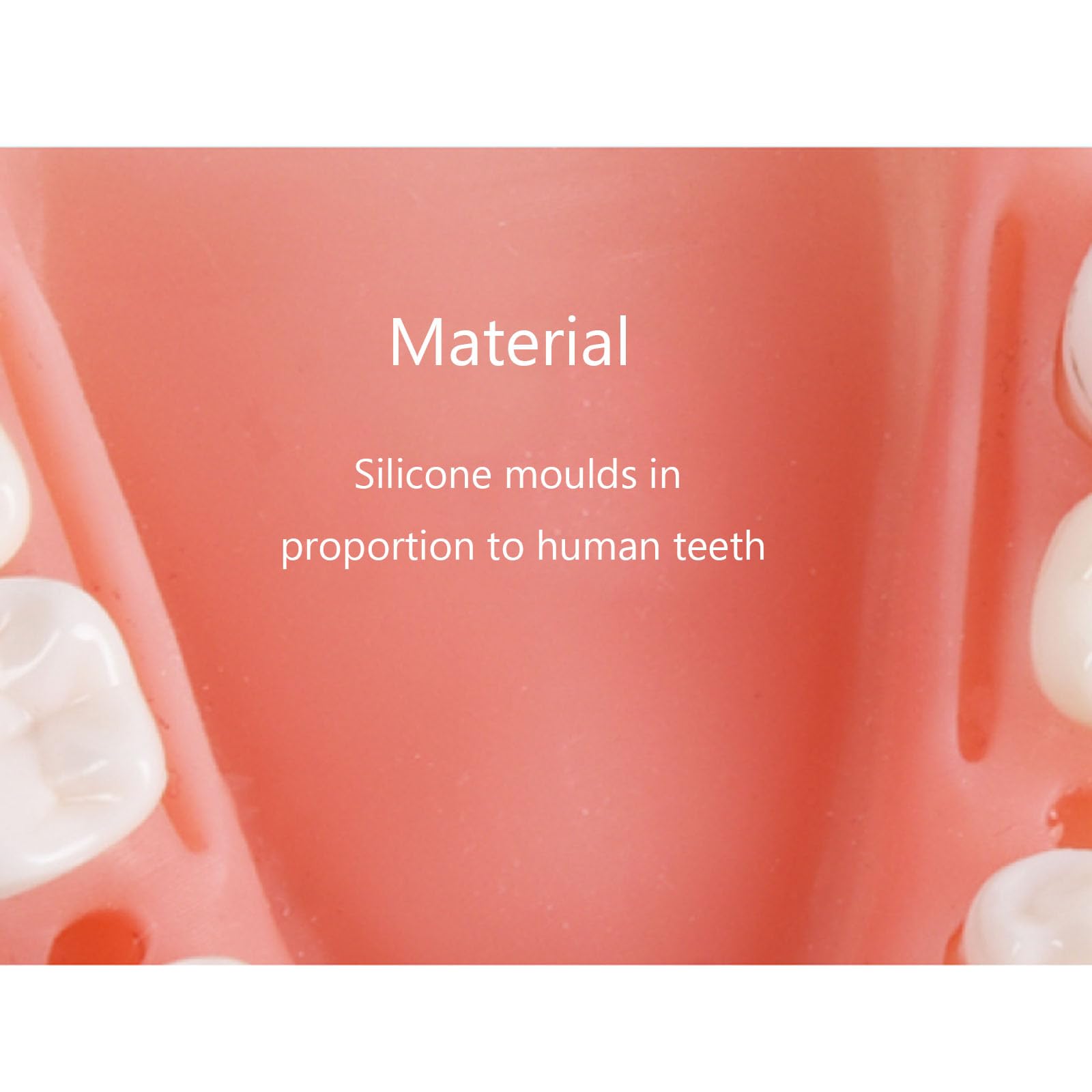 Modello di Simulazione di addestramento Orale Dentale Modello di Simulazione parodontale Strumento di Formazione per competenze mediche,Upper jaw-8cm