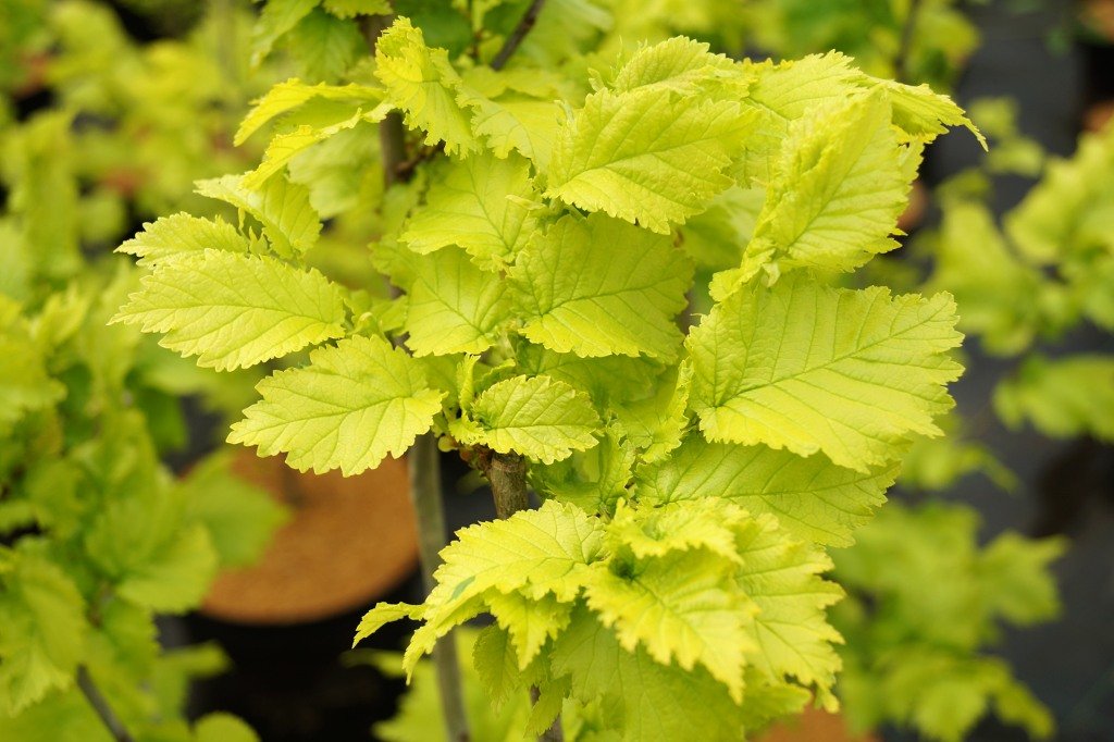 Ulme Goldulme Wredei Ulmus carpinifolia Wredei Containerware 60-100 cm