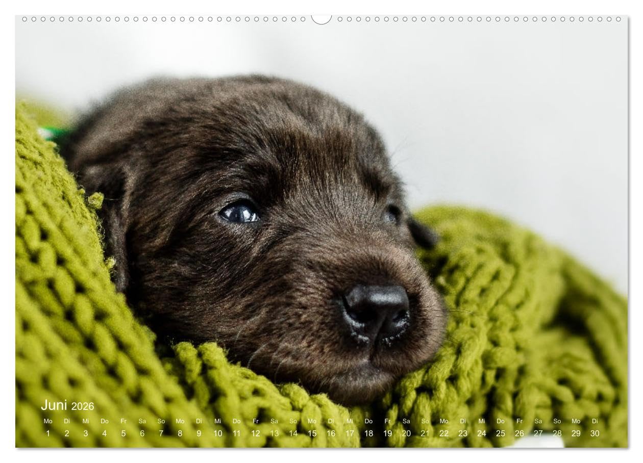 Verzauberung Labrador Retriever 2026 (Wandkalender 2026 DIN A2 quer), CALVENDO Monatskalender
