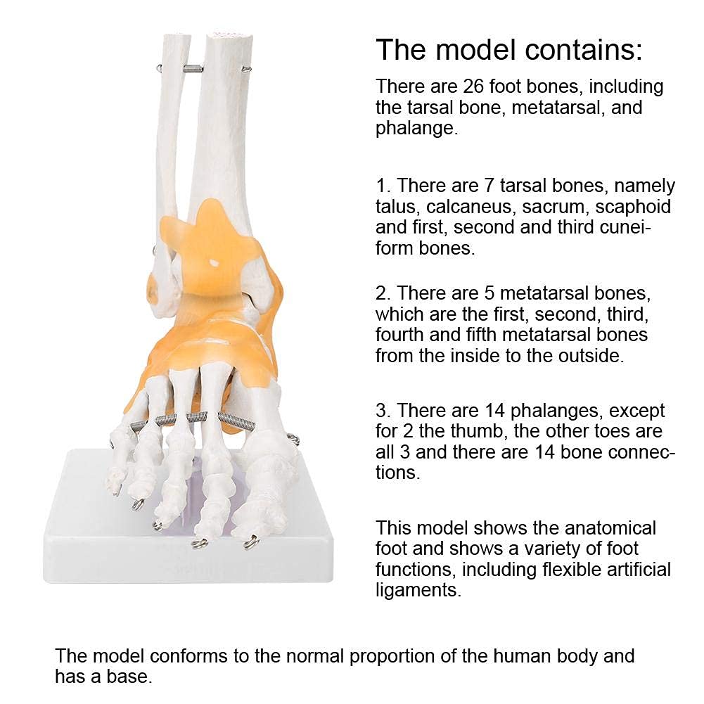 Yctze Modèle Anatomique de Joint de Pied de modèle de Pied, modèle Anatomique commun commun de Cheville de Pied de Ligament de Squelette Humain Adulte
