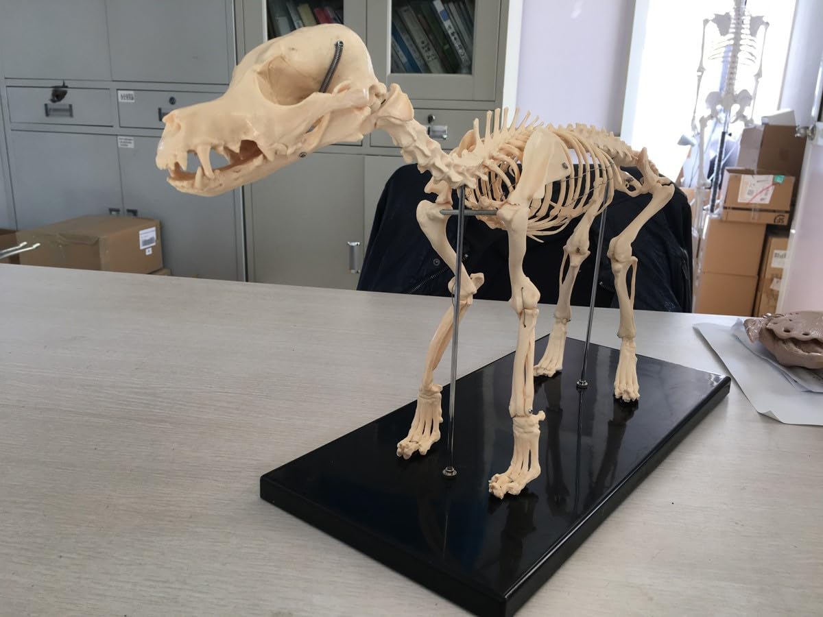 Dog Skeleton Standard Size Canine