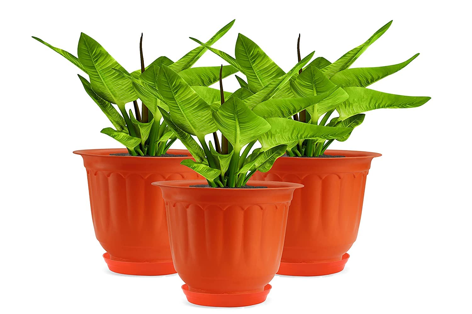 See full amazon price history chart for Jasmin Pot - 10 Inch Set of 3 Piece with Drip Tray, This Planters are Best for Any Size of Plant You Can Use in Home, Office, Balcony,Terrace, Outdoor, Indoor Plant Pots (Lemon Green) Jasmin Pot - 10 Inch Set of 3 Piece with Drip Tray, This Planters are Best for Any Size of Plant You Can Use in Home, Office, Balcony,Terrace, Outdoor, Indoor Plant Pots (Lemon Green) (B0BLV8R9TH) Amazon Price History, Amazon Price Tracker