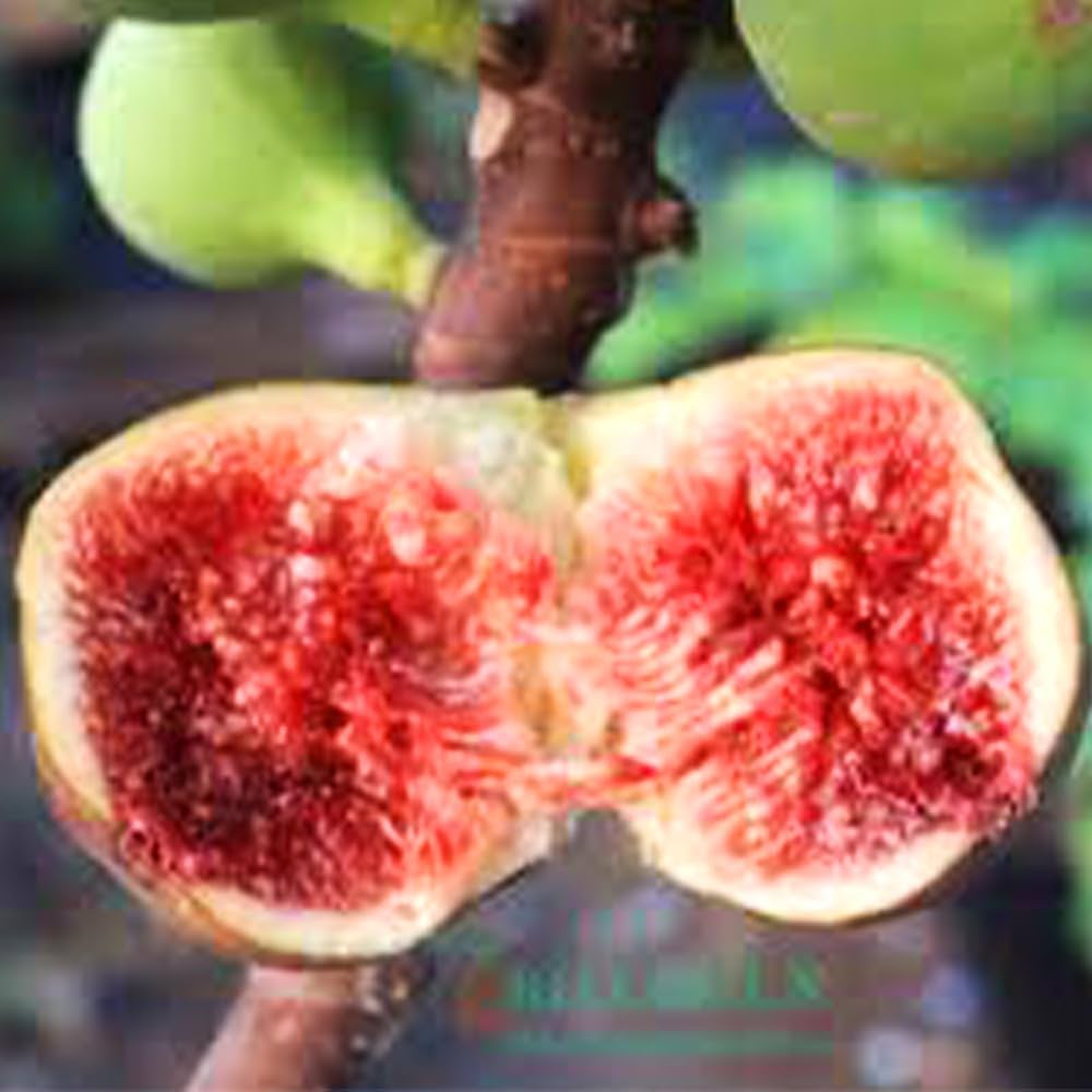 Amazon.co.jp: ITANSE イチジク レディ・グレイ 接木 5号