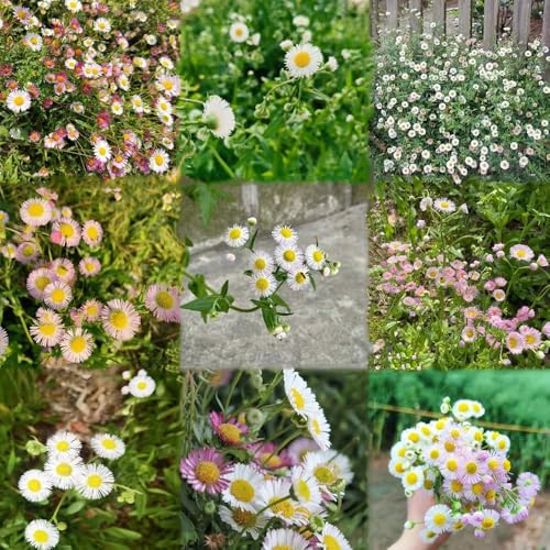 Semillas de margarita 400pcs