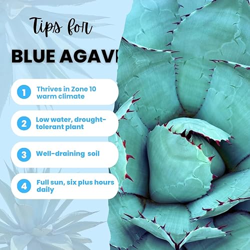 Miniatura 2 de Planta de agave azul, planta suculenta viva de agave azul, bajo mantenimiento, 1.5-2 pies de alto en maceta de 3 galones para plantar
