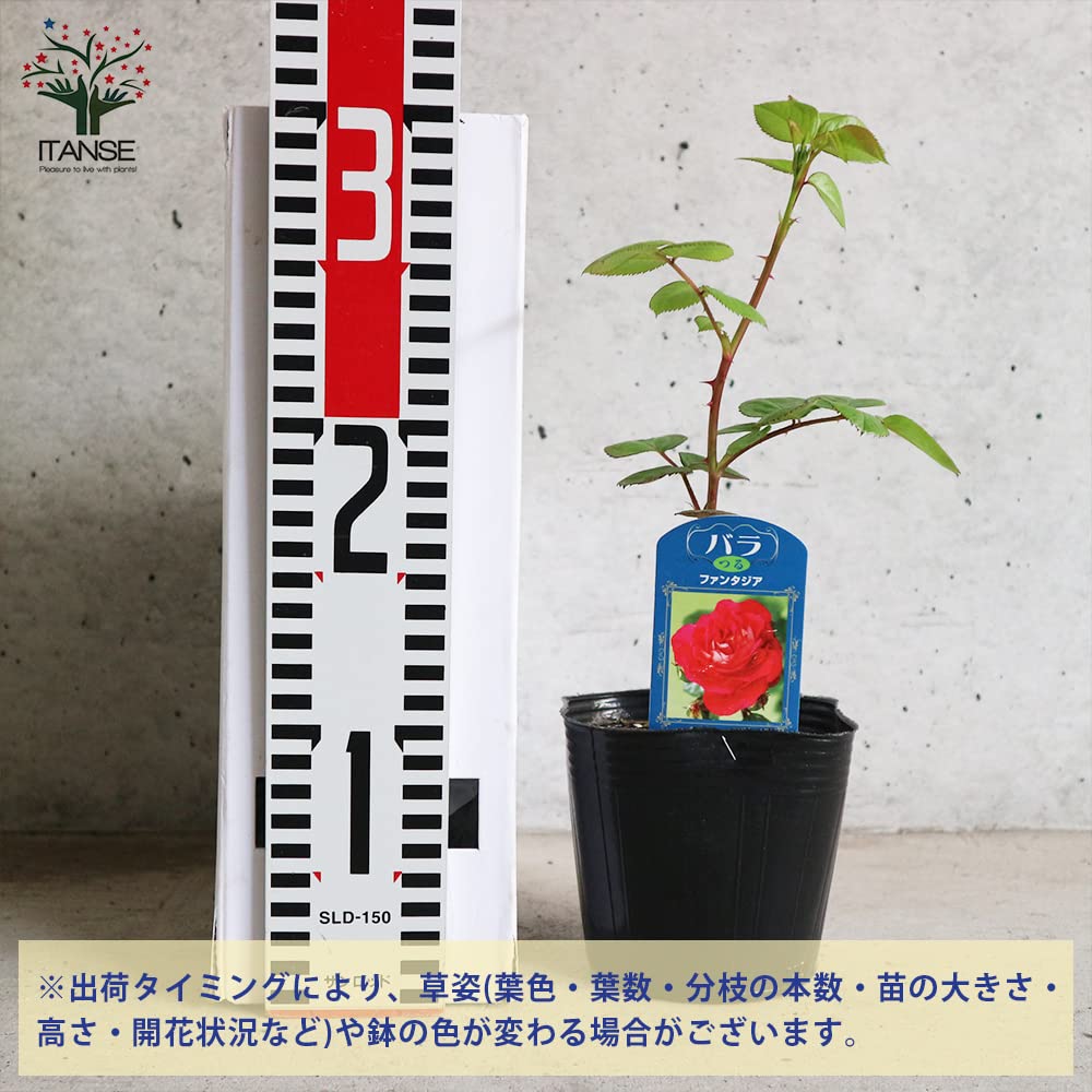 Amazon.co.jp: ITANSE 薔薇 つるファンタジア 4号 1個売り[花木