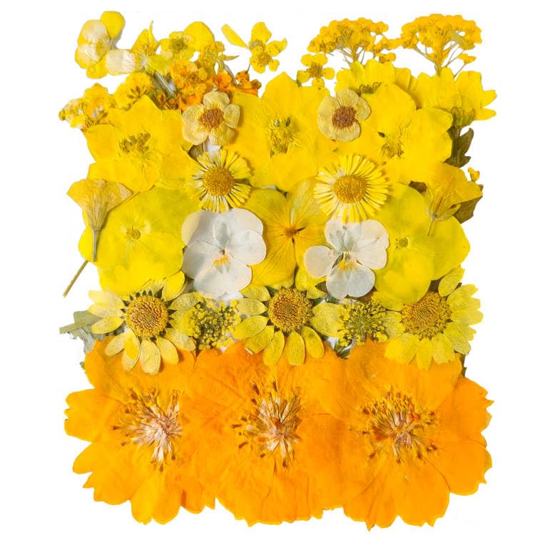 YoothBro Gelbe getrocknete gepresste Blumen für Harzformen, echte natürliche gepresste Blumen für DIY-Kunsthandwerk, Kerzenherstellung, Nageldekoration, Seifenherstellung, Handyhülle
