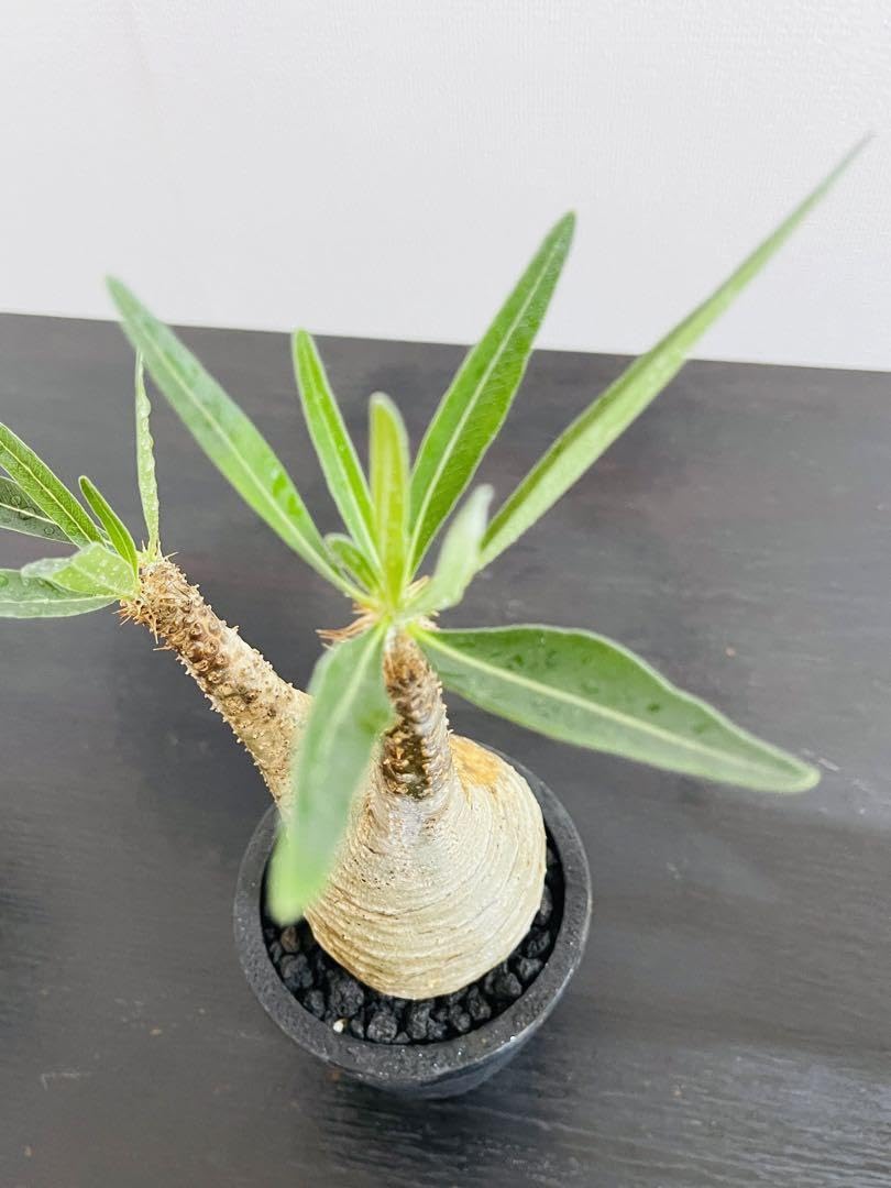 パキポディウム グラキリス 銀肌 丸い王道型 発根済 塊根幅7.5cm 現地