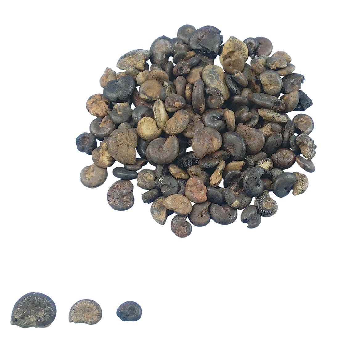 Amazon | 化石標本 アンモナイト 実習用 | 化石・発掘 | おもちゃ