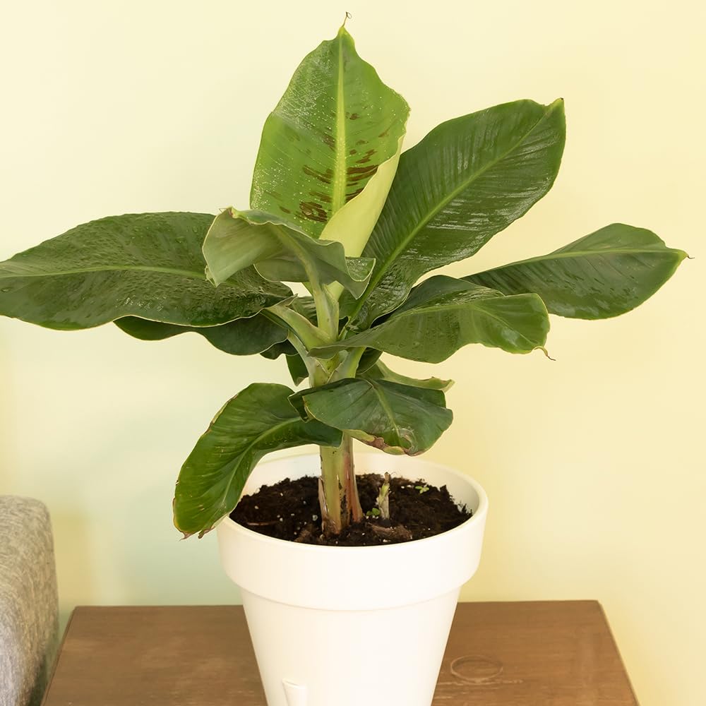 YouGarden Baby Banana Plant, Musa acuminata, Tropical Indoor Houseplant in 6cm Pot, for Home, Office or Living Room, Ready to Plant and Display Indoor Plant