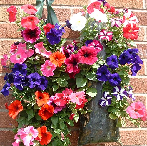 à suspendre Fleur et Plante Pochettes Cover