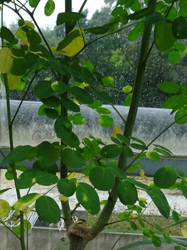 Meerrettichbaum (Moringa oleifera) - ca. 10 Samen tropischer Baum Super Food Gemüse Heilpflanze