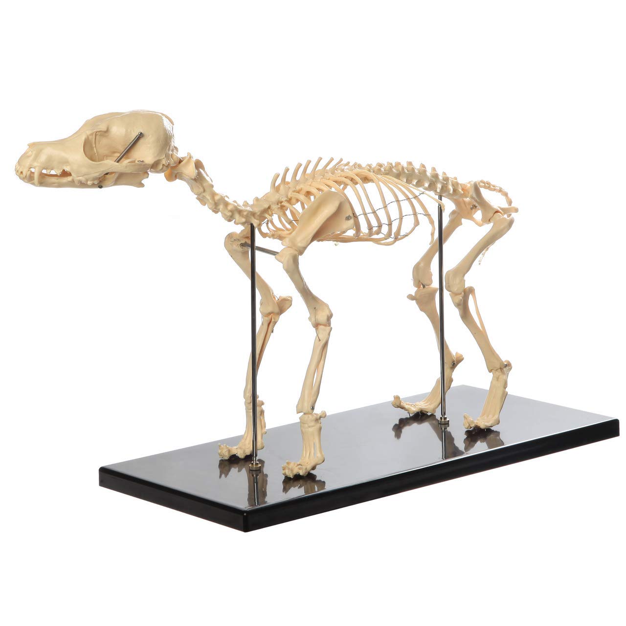 Model systemu szkieletowego premium psa, szkielet psa, standardowy rozmiar, układ szkieletowy psa, model anatomiczny, 30 cm wysokości - jakość medyczna, montowany do podstawy model nauczania anatomii