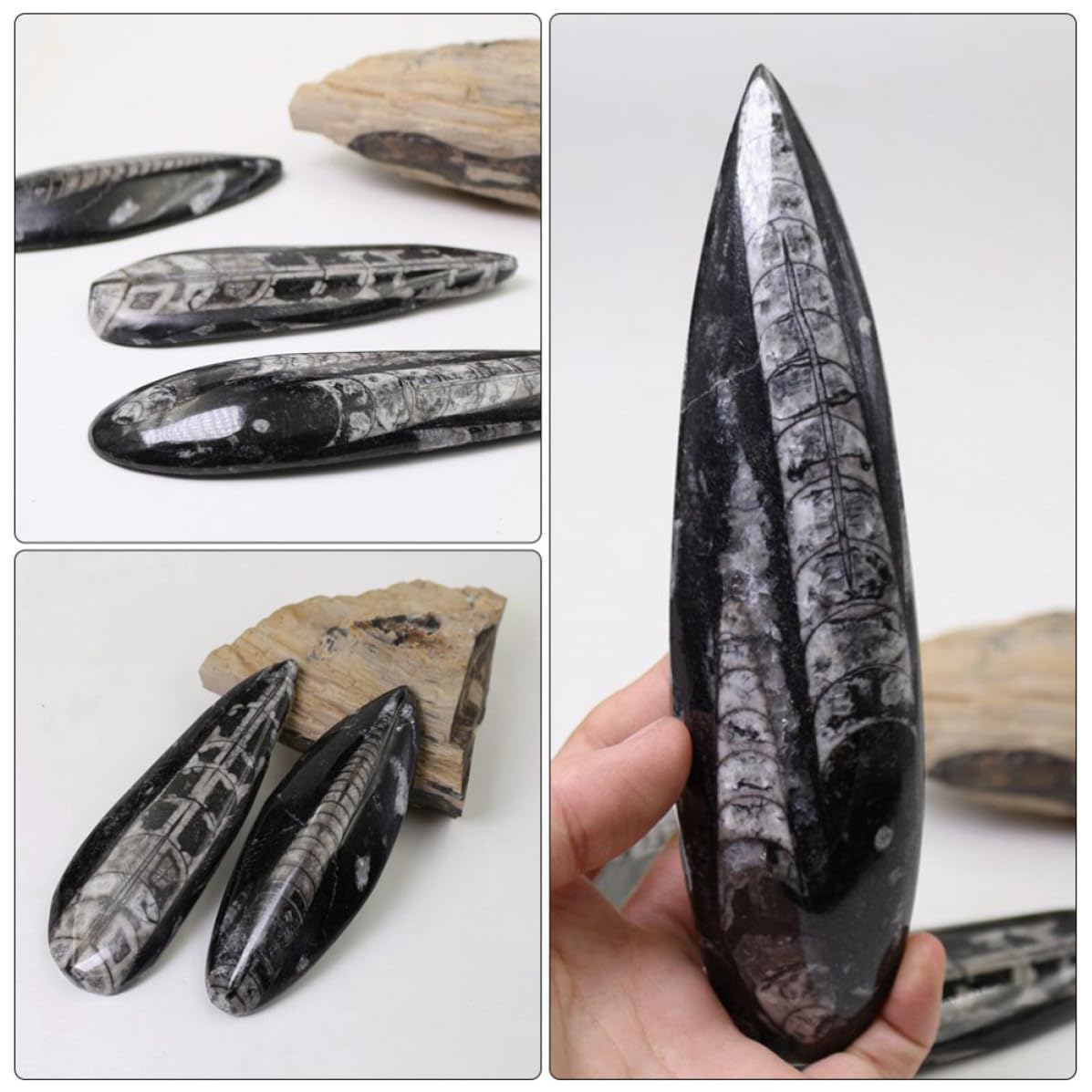 Campione Fossile Orthoceras Autentico in Minerale Nero per Scopi Educativi Decorazione per Laboratorio di Scienze e Arricchimento Didattico